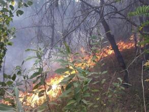 пожежа в Карпатах горить ліс