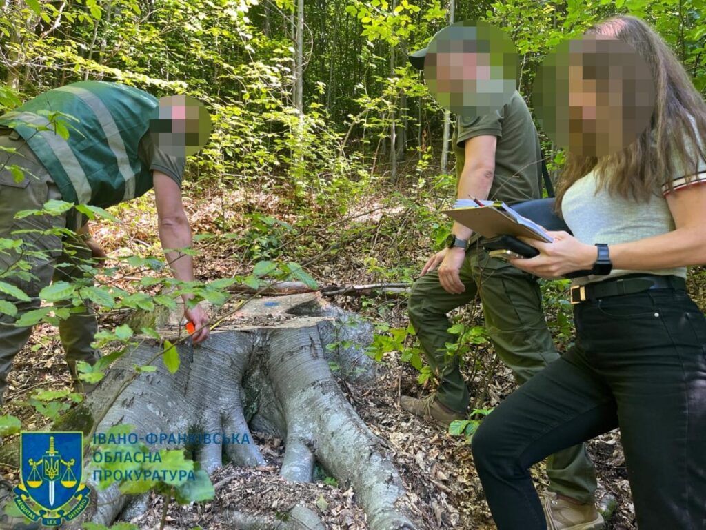На Косівщині виявлено незаконну вирубку дерев - завдано збитків на понад 16 млн грн