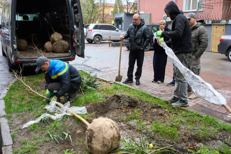 В Івано-Франківську мешканці безкоштовно отримують саджанці, щоб озеленити двори і сквери