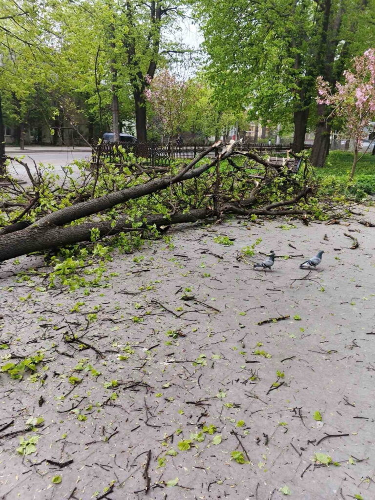 В Івано-Франківську долають наслідки негоди: вітер повалив 34 дерева та пошкодив дахи будинків і ліцею