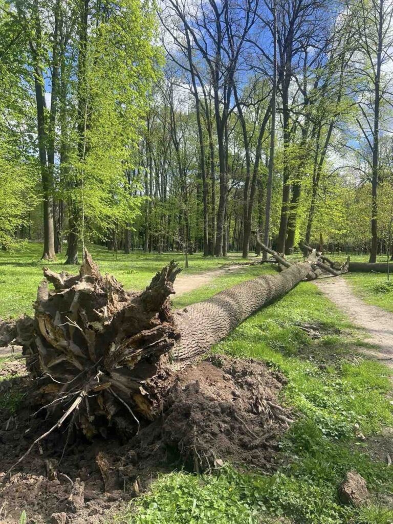В Івано-Франківську долають наслідки негоди: вітер повалив 34 дерева та пошкодив дахи будинків і ліцею
