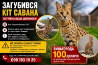 У Ямниці розшукують рідкісного кота породи Савана